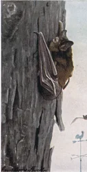 Pipistrello marrone